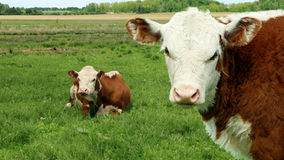 The Case of UK Beef: Tracing Packaging Through the Supply Chain