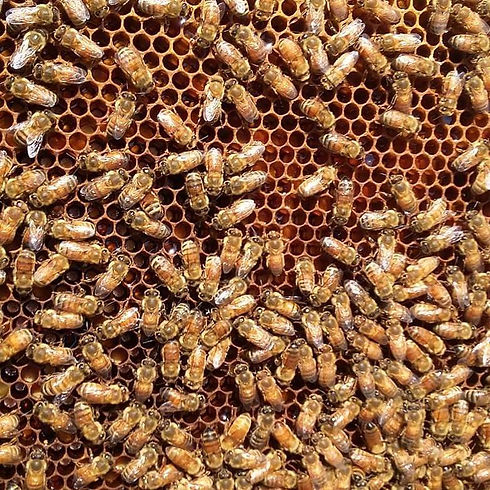 honey bees