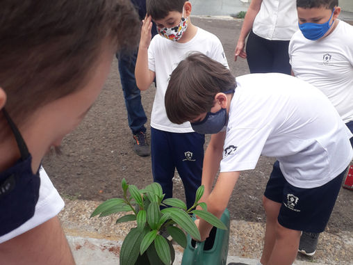 Dia da árvore-  Dia 21 de setembro   