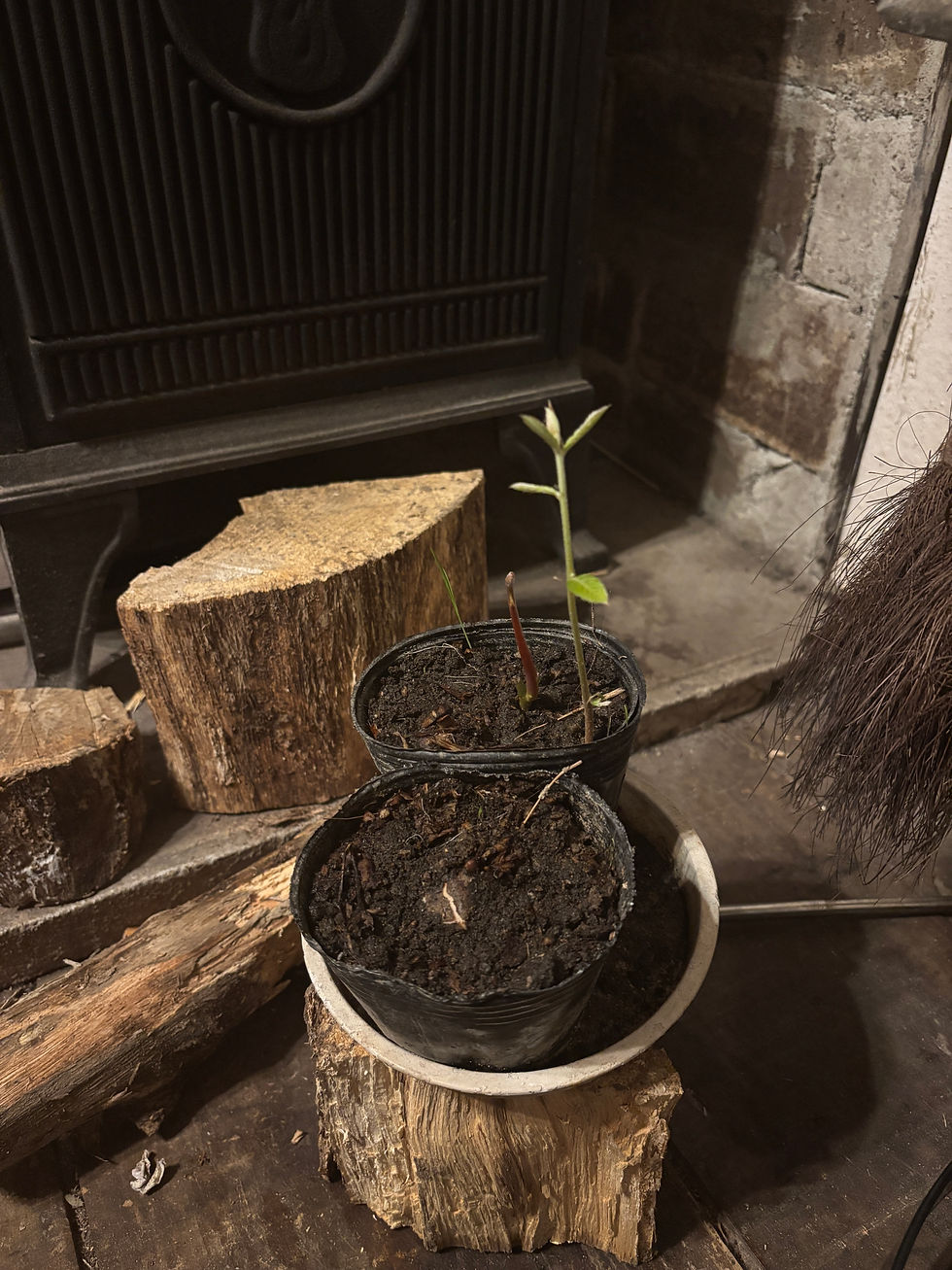 薪ストの横で芽を出すアボカド
