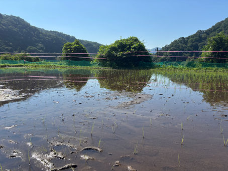 田んぼ
