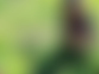 犬と暮らして。あんこの小さな成長記録はじまり。
