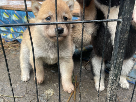 子犬が誕生!