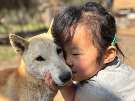 縄文柴犬と私たちの始まり