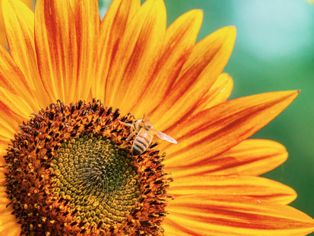 A honeybee on a sunflower