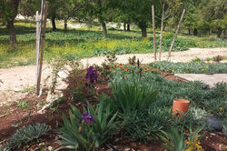 גינה באלון הגליל