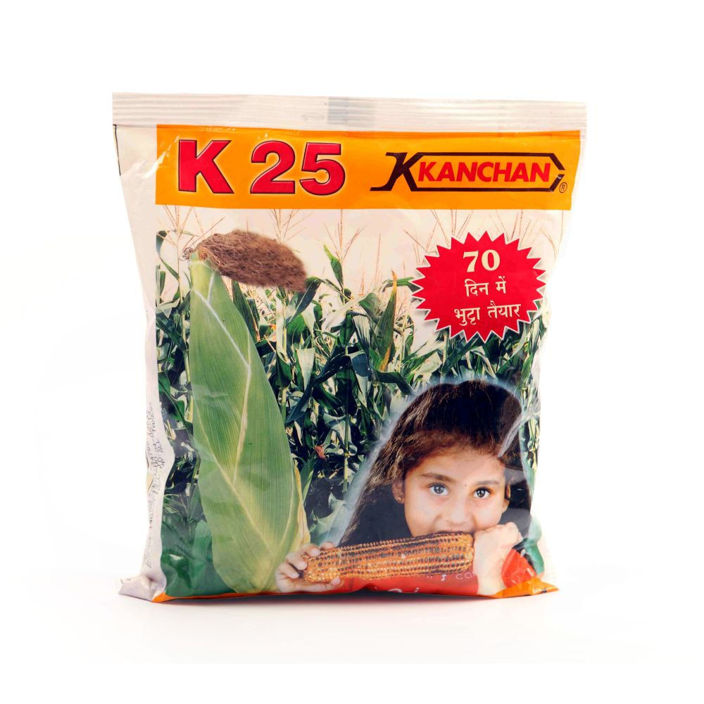 Kanchan K25 Maize