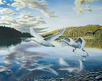 Black swan approaching