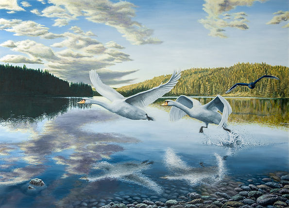 Black swan approaching | Lithograph | Signed & Numbered