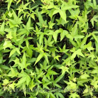 Hedera Helix Needlepoint