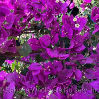 Bougainvillea Royal Purple