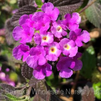 Lantana Purple