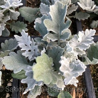 Dusty Miller