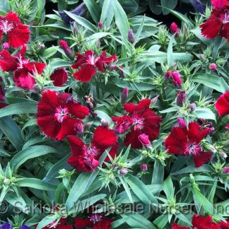 Dianthus