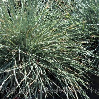 Festuca Glauca Elijah Blue