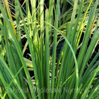 Acorus Gramineus Ogon