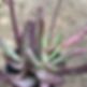 Cotyledon Orbiculta Oophylla
