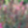 Gaura Belleza Dark Pink