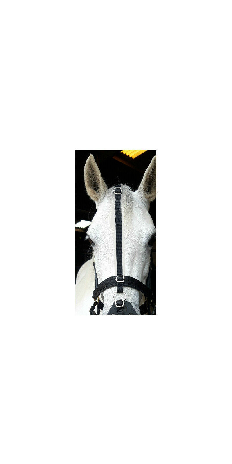 Replacement Poll to noseband strap for use with Greenguard muzzel