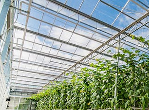 inside_greenhouse-1679602090864.jpg