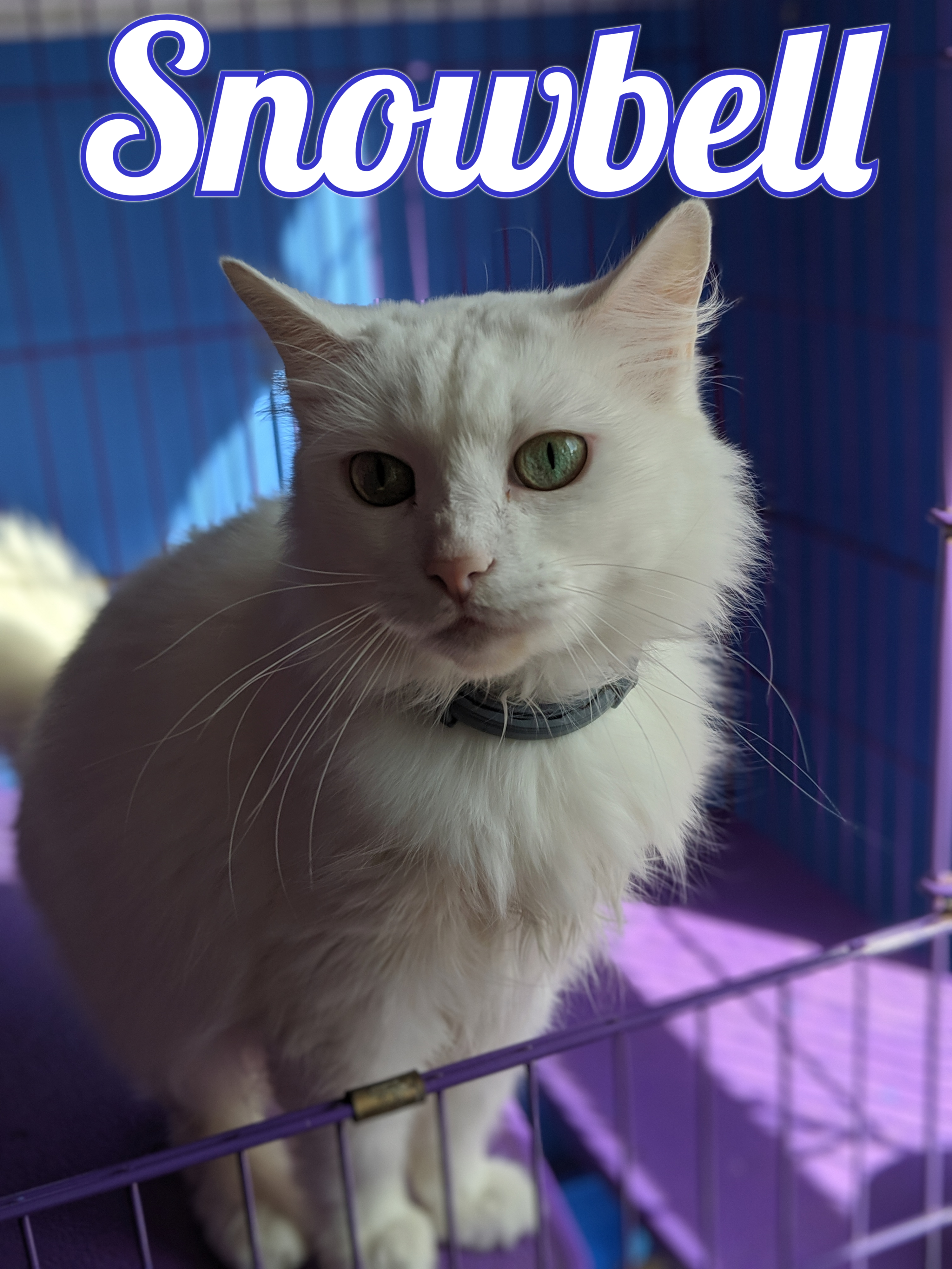 Adirondack Save A Stray Cats And Kittens For Adoption