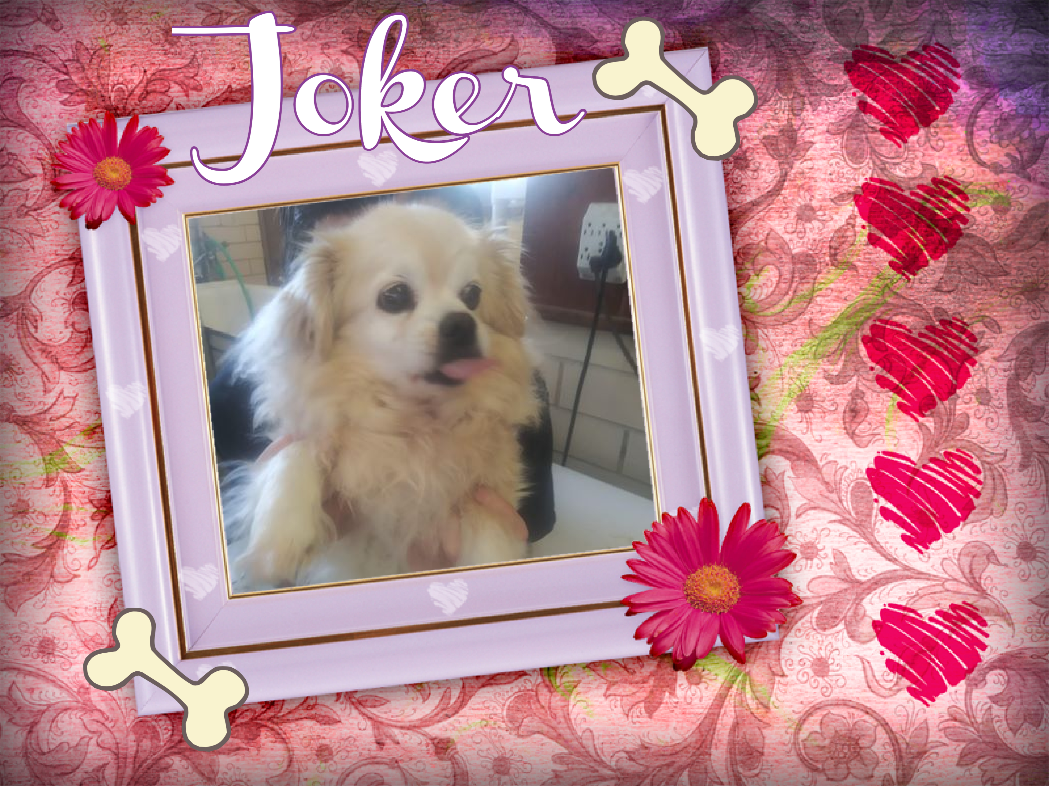 Adirondack Save A Stray Puppies and dogs for adoption