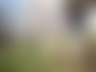 Horse being led to field with handler