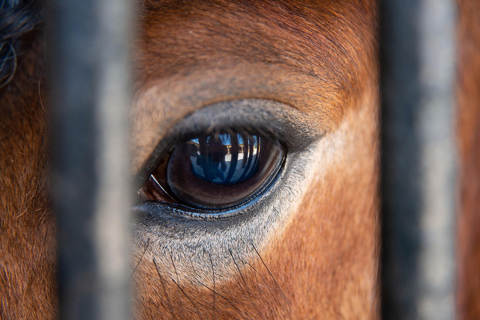 Horse in stable looking out