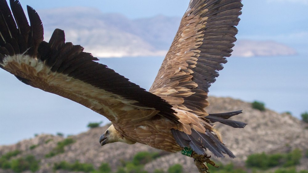 White Headed Griffon Vulture on Plavnik Island