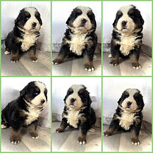 collage_export_3B46C3DF-4E6E-487A-9086-F363682B0BD3.JPG