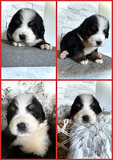 collage_export_5573D405-6499-4F35-8E83-F800D243B6C6.JPG