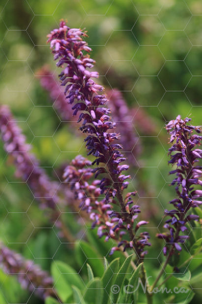 Purple-Fragrant Inflorescences_landskp.jpg