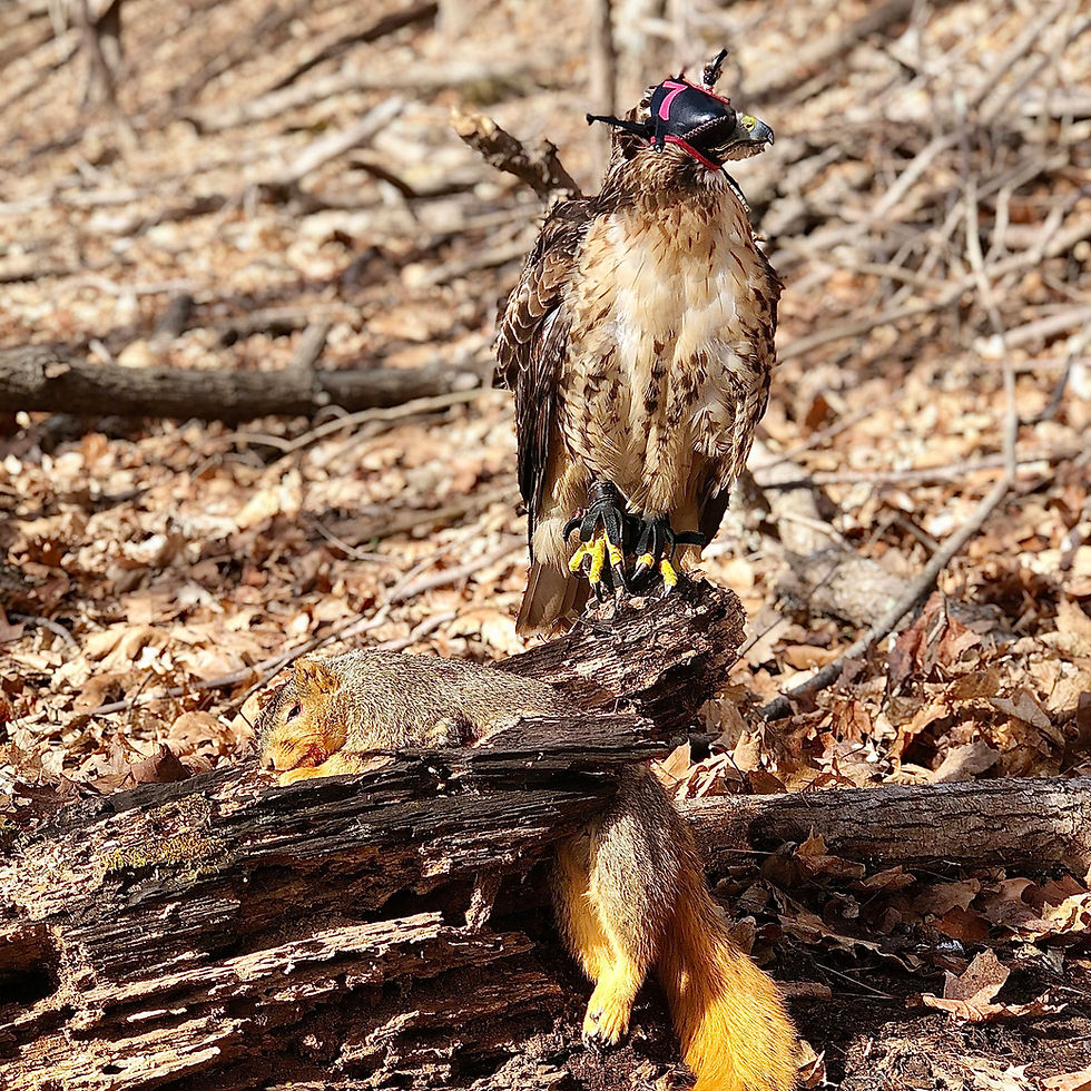 Thumbnail: A Clarke Lined Squirrel Chaps with Additional Eyelet
