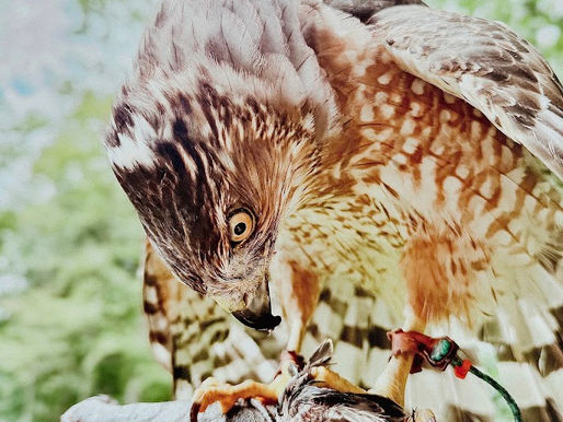 A Cooper's hawk on the glove