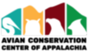ACCA