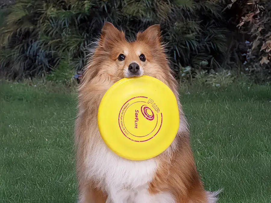 כלבנות טיפולית לילדים ונוער הסובלים מקשיים חברתיים