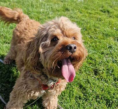 Chewie Cavapoo