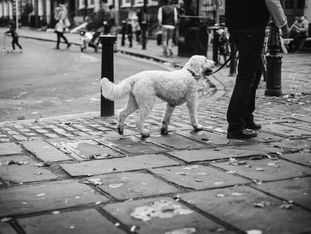 walking through: watching the people watching