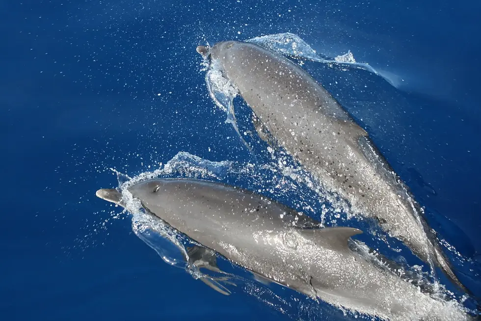 Sortie bateau catamaran Katamambo