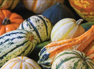 WINTER SQUASH - building your Pantry