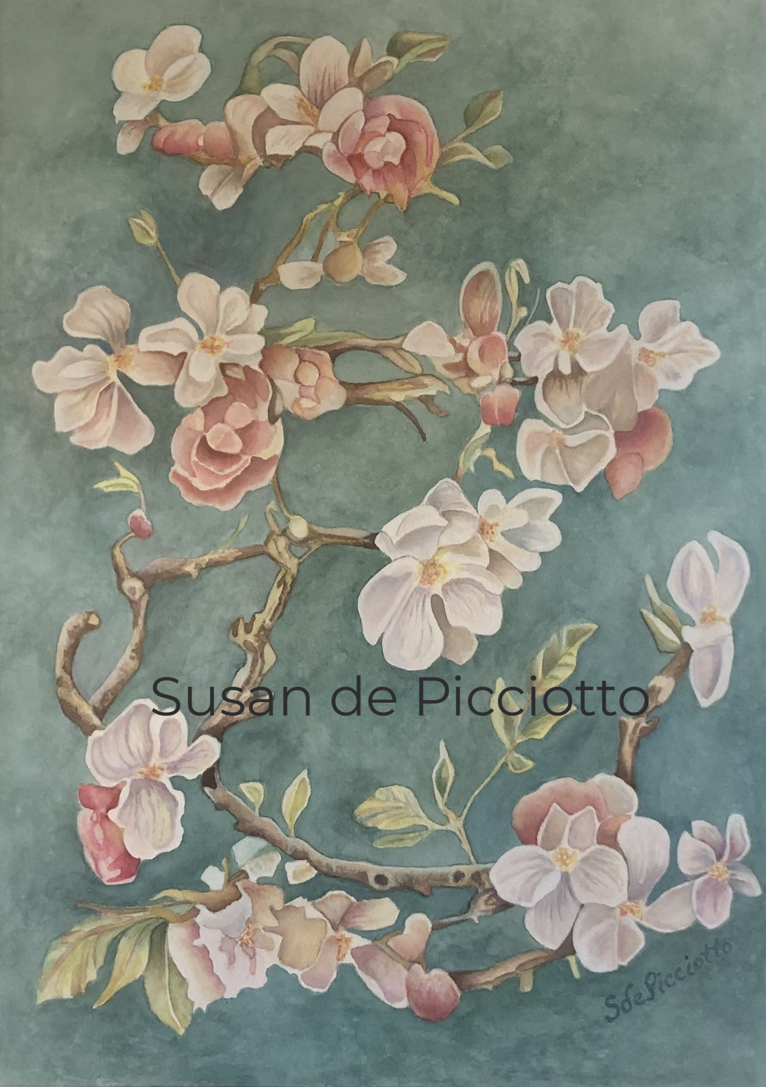 Cherry Blossoms Flower Watercolor Painting by Susan de Picciotto