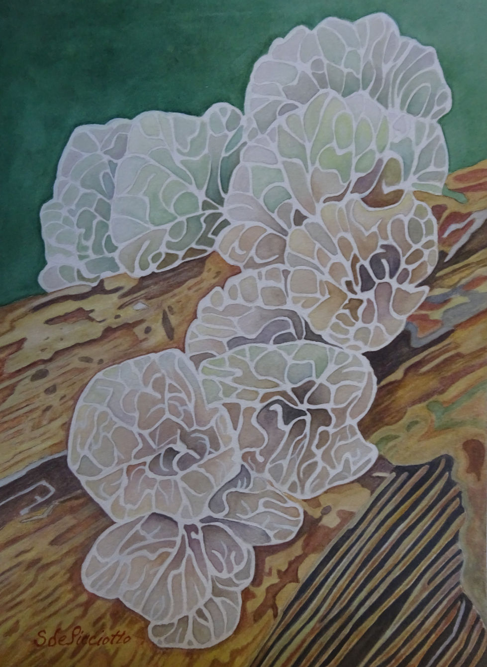 Translucent Mushroom_20240502.JPG