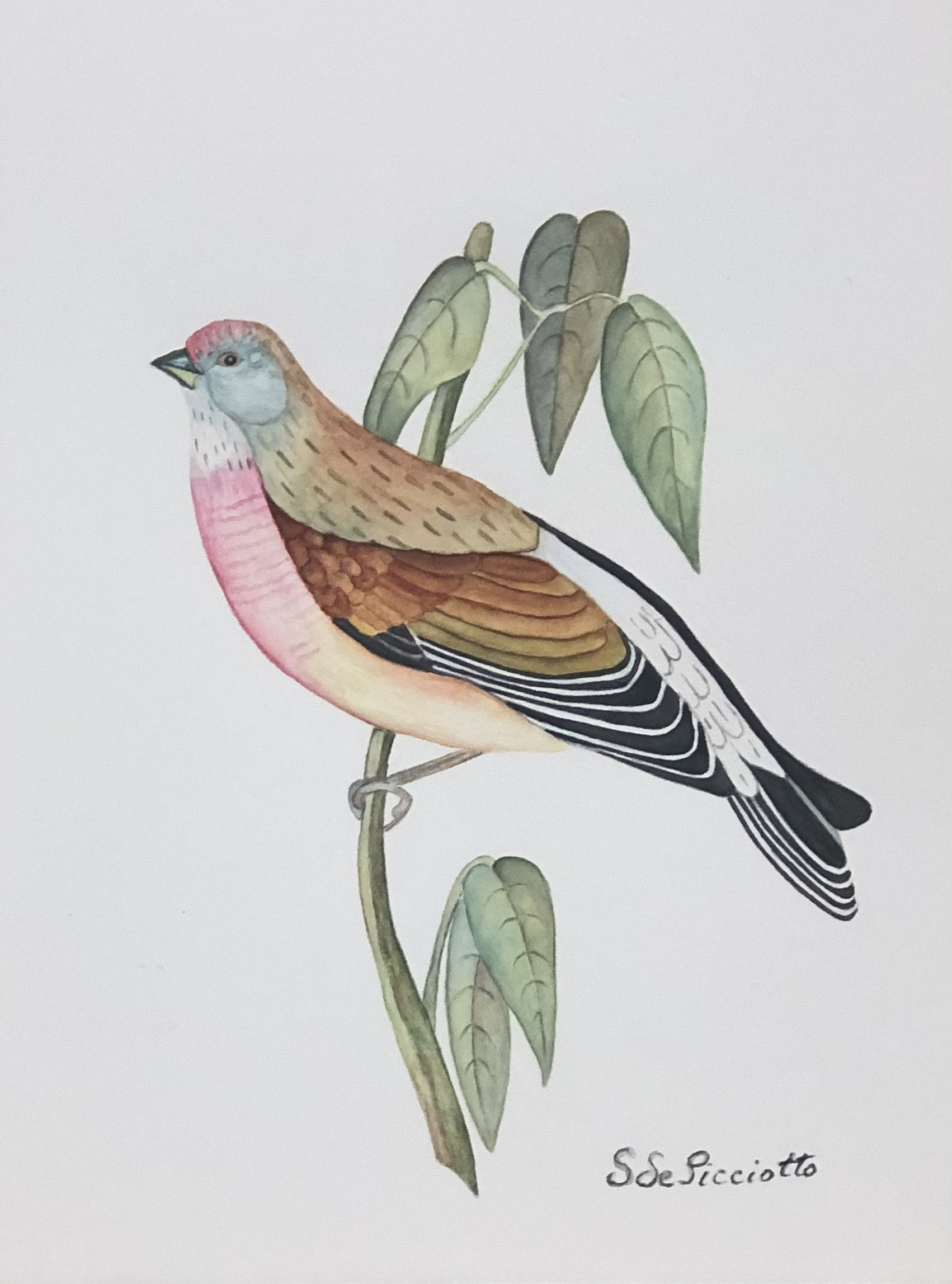 Red finch bird watercolor painting by Susan de Picciotto