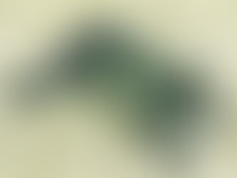 5 Best binoculars for birding: Our Expert Opinion