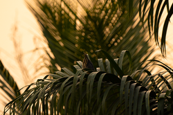 A Bittern, perfectly blended into its surroundings.