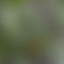 Types of Parrots: A Look at the World’s Parrot Families 