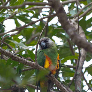 Types of Parrots: A Look at the World’s Parrot Families 