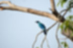 Image of the Splendid Starling sitting on a branch