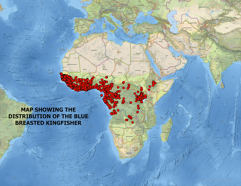 Distribution map of the Blue-Breasted Kingfisher