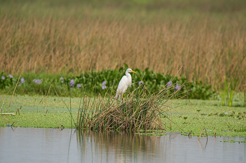 10 Common Birds You’ll See in Ghana 